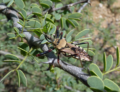 Rhynocoris neavei