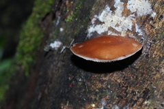 Lentinula