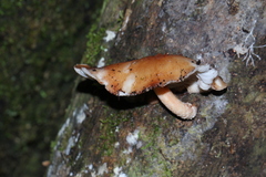 Lentinula
