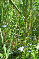 Myosotis scorpioides praecox