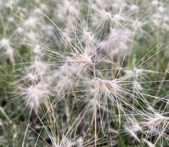 Bouteloua megapotamica