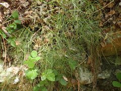 Prangos trifida