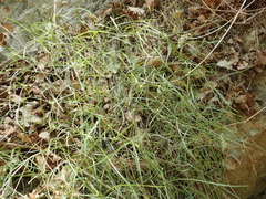 Prangos trifida