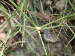 Prangos trifida