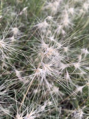 Bouteloua megapotamica