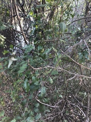 Toechima tenax