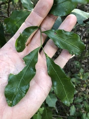 Toechima tenax