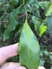 Toechima tenax