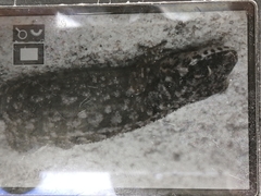 Pachydactylus maculatus