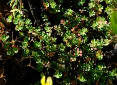 Cliffortia propinqua