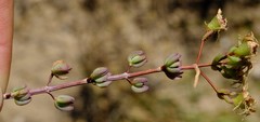 Lampranthus dregeanus