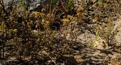 Lampranthus dregeanus