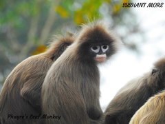 Trachypithecus phayrei