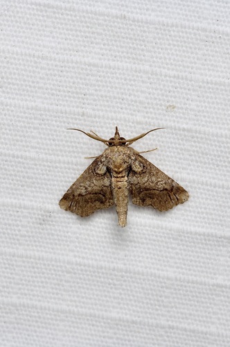 Barrens Paectes Moth photo 2
