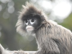 Trachypithecus phayrei