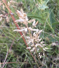 Eragrostis perennis