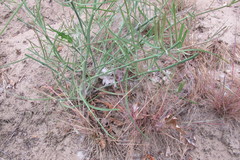 Corynephorus canescens