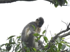 Trachypithecus pileatus