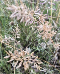 Eragrostis perennis