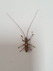 Olenecamptus bilobus