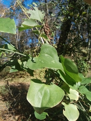 Smilax excelsa