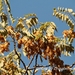 Ailanthus altissima tanakae - Photo (c) Lijin Huang (紫楝), μερικά δικαιώματα διατηρούνται (CC BY-NC), uploaded by Lijin Huang (紫楝)