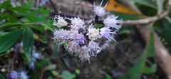 Vernonia volkameriifolia
