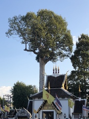 Dipterocarpus alatus