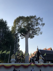 Dipterocarpus alatus