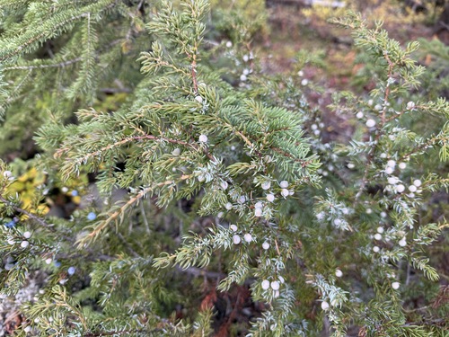 common juniper