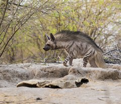 Hyaena hyaena