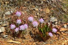 Ptilotus manglesii