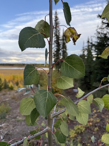 quaking aspen
