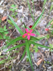 Collomia biflora