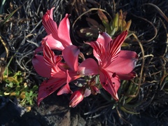 Alstroemeria ligtu ligtu