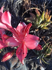 Alstroemeria ligtu ligtu