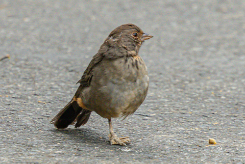 iNaturalist observation photo of California Towhee