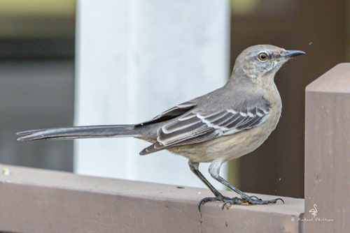 iNaturalist observation photo of Northern Mockingbird