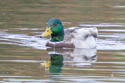 iNaturalist observation photo of Mallard