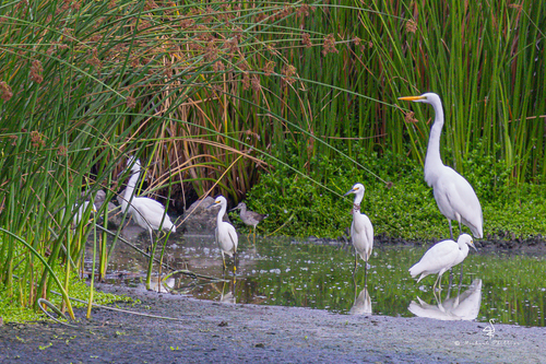 iNaturalist observation photo of Snowy Egret