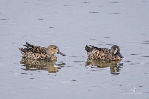 iNaturalist observation photo of Blue-winged Teal