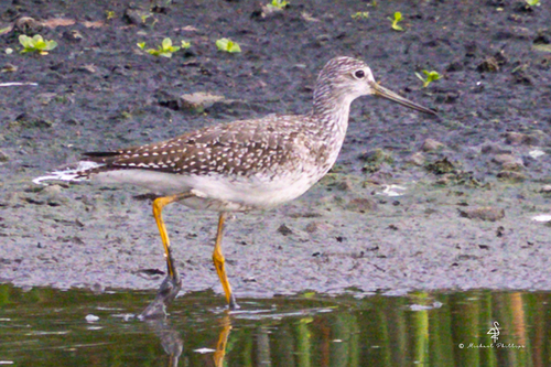 iNaturalist observation photo of Greater Yellowlegs
