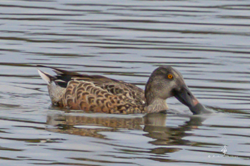iNaturalist observation photo of Northern Shoveler