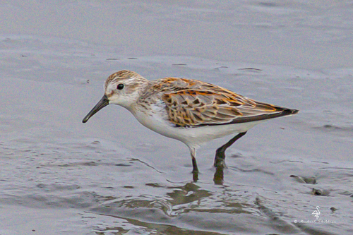 iNaturalist observation photo of Western Sandpiper