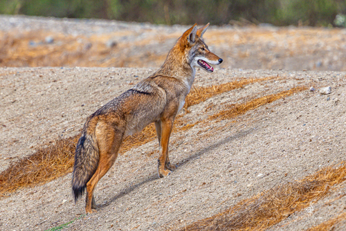 iNaturalist observation photo of Coyote