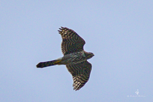 iNaturalist observation photo of Cooper's Hawk