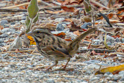 iNaturalist observation photo of Song Sparrow