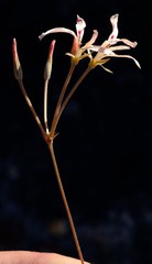 Pelargonium wuppertalense