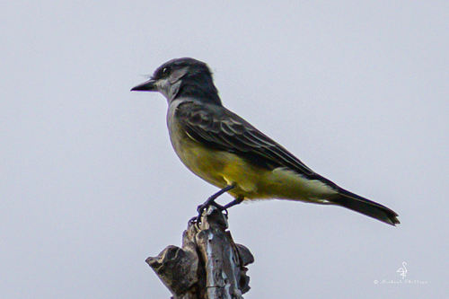 iNaturalist observation photo of Cassin's Kingbird