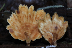 Flabellophora